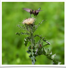 Ruby-Throated Hummingbird - Eating